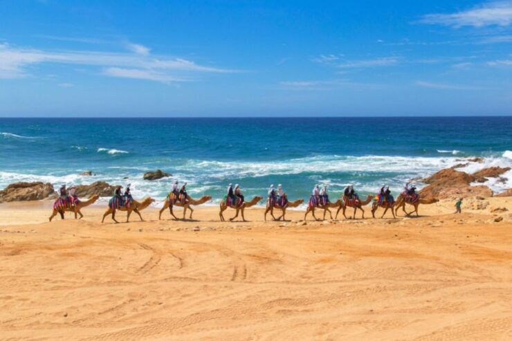 Cabo Beach: Desert Camel Tour With Mega Burrito & Tequila - Activity Details