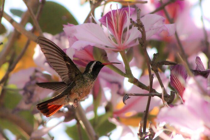 Cabo birding | Bird watching at bird sanctuary - The Itinerary and What to Expect