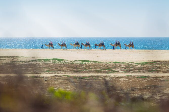 Cabo Camel Ride, Mexican Buffet and Tequila Tasting - FAQ
