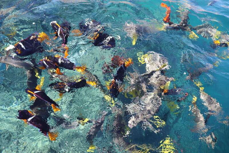 Cabo Encounter with Optional Clear Boat and Lunch - The Sum Up