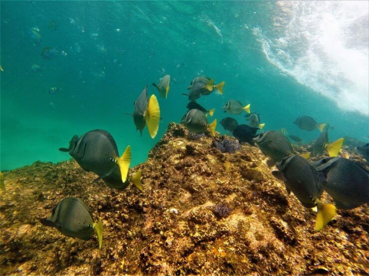 Cabo: Hidden Beach Day With Snorkeling in the Sea of Cortez - Activity Details