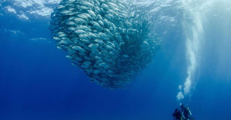 Cabo Pulmo Marine Park: Scuba Diving Excursion - Activity Details