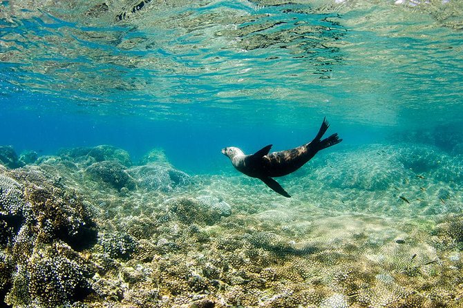 Cabo Pulmo National Park Snorkel Expedition From Cabo San Lucas - Snorkeling Locations and Sea Life