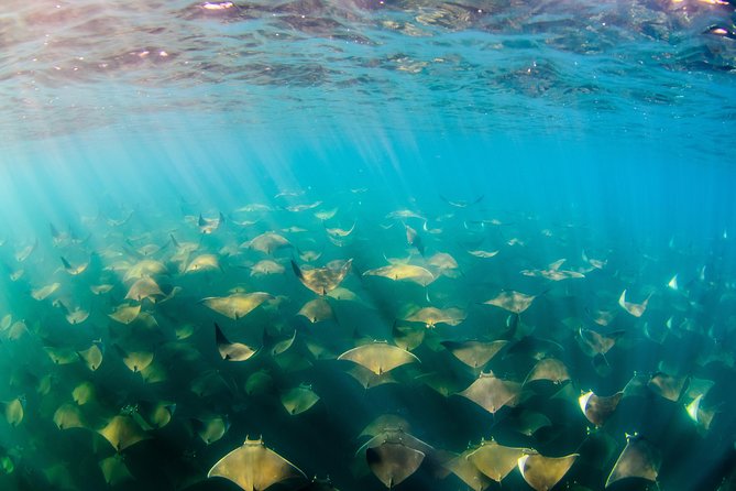 Cabo Pulmo National Park Snorkel Expedition From Cabo San Lucas - Traveler Reviews and Ratings