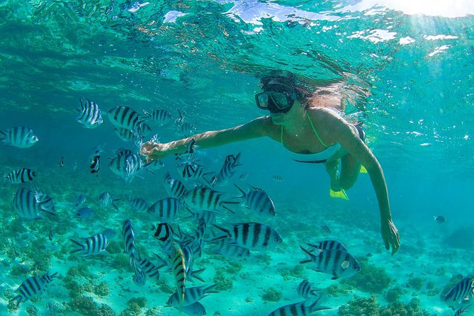 Cabo Pulmo National Park Snorkel Expedition From Cabo San Lucas - Booking Information and Directions