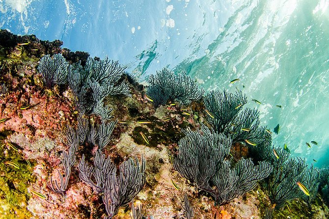 Cabo Pulmo National Park Snorkel Expedition From Cabo San Lucas - Common Questions