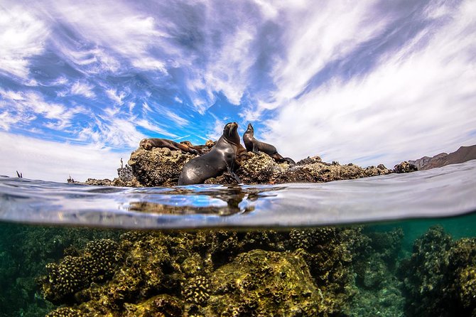 Cabo Pulmo National Park Snorkel Expedition From Cabo San Lucas - The Sum Up