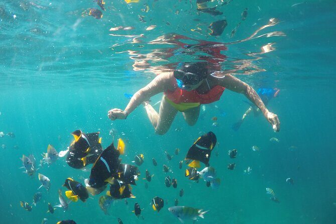 Cabo Pulmo Snorkel Adventure - Exploring the Itinerary and What to Expect