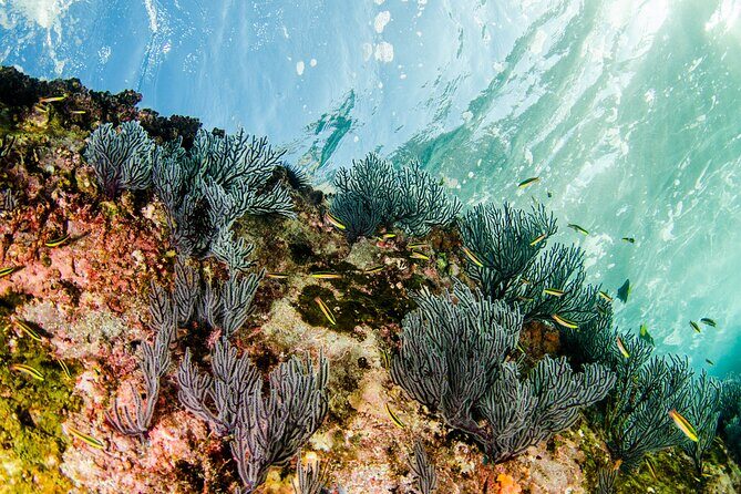 Cabo Pulmo Snorkel Adventure - The Sum Up