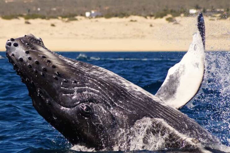 Cabo San Lucas: 2.5-Hour Whale Watching Tour - Good To Know