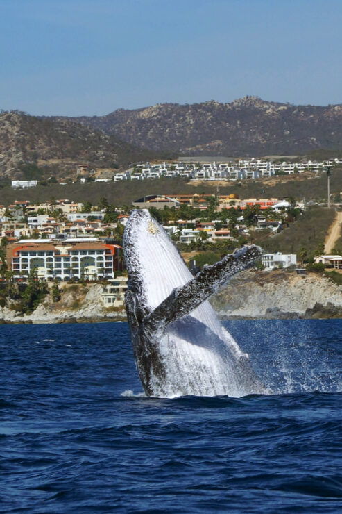 Cabo San Lucas: 2.5-Hour Whale Watching Tour - Whale Watching Experience and Highlights