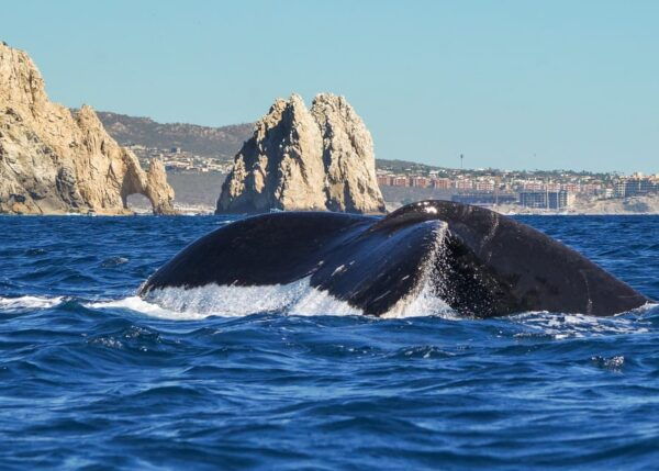 Cabo San Lucas: 2.5-Hour Whale Watching Tour - Meeting Point and Pickup