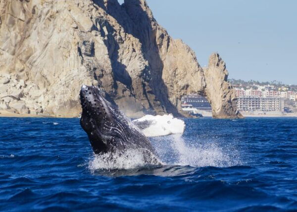 Cabo San Lucas: 2.5-Hour Whale Watching Tour - Cancellation and Refund Policy