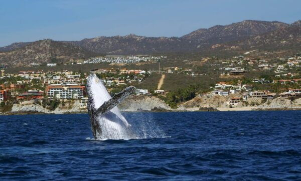 Cabo San Lucas: 2.5-Hour Whale Watching Tour - Frequently Asked Questions
