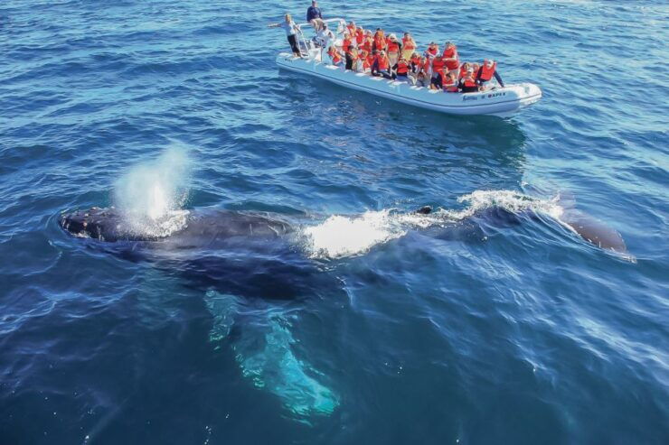 Cabo San Lucas: 2-Hour Whale Watching Adventure - Booking Details