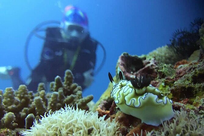 Cabo San Lucas 2 Tank Scuba Diving - Flexibility and Weather Considerations