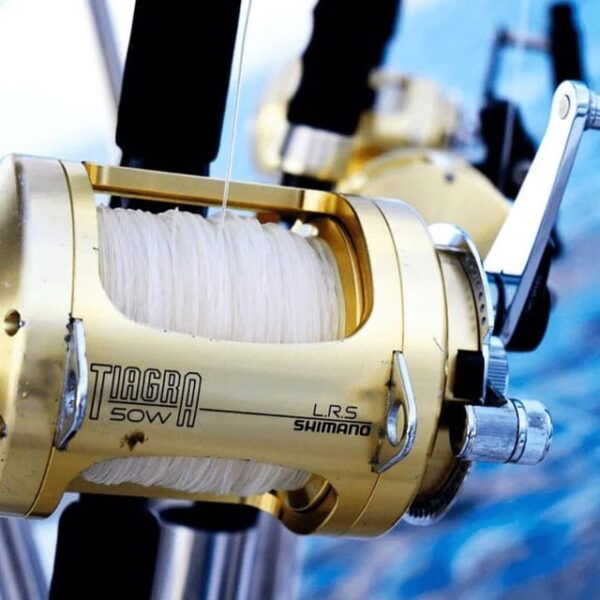 Cabo San Lucas: 26 Sea Pro Niebla Fishing Charter - Fish Species to Catch