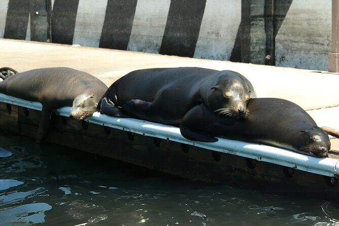 Cabo San Lucas Arc Group Tour in Glass Bottom Boat - Good To Know