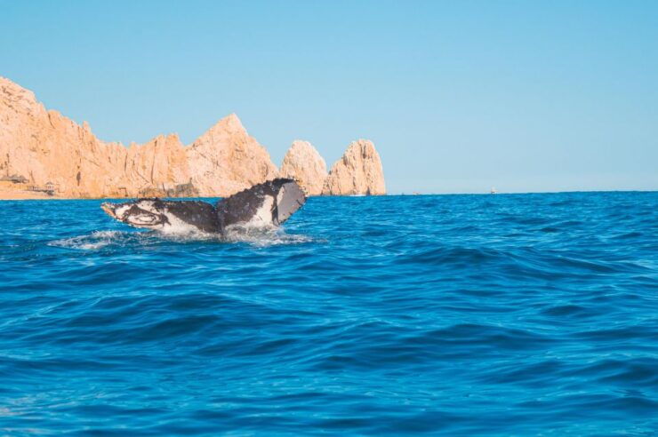 Cabo San Lucas: Arch Boat Tour Whale Watching Safari - Spectacular Arch Views