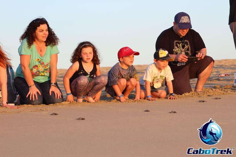 Cabo San Lucas: Baby Turtle Release Experience - Good To Know