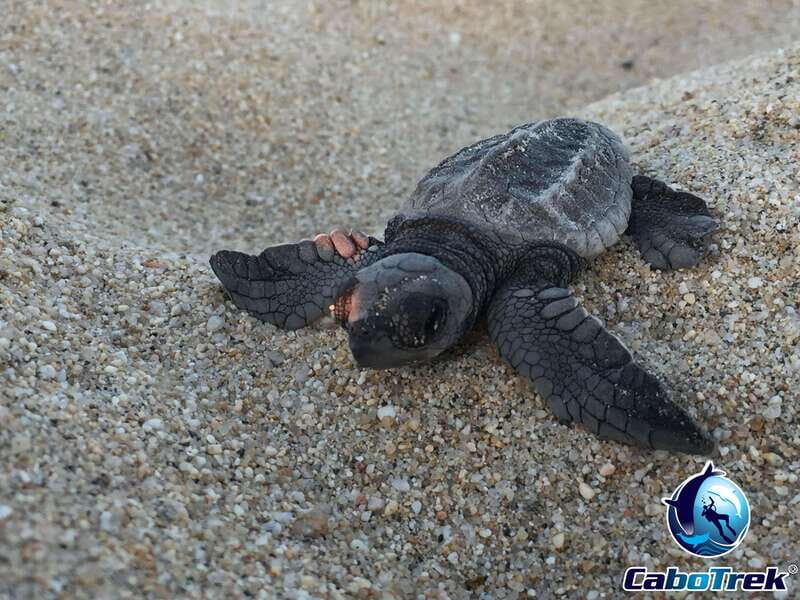 Cabo San Lucas: Baby Turtle Release Experience - The Experience: What to Expect
