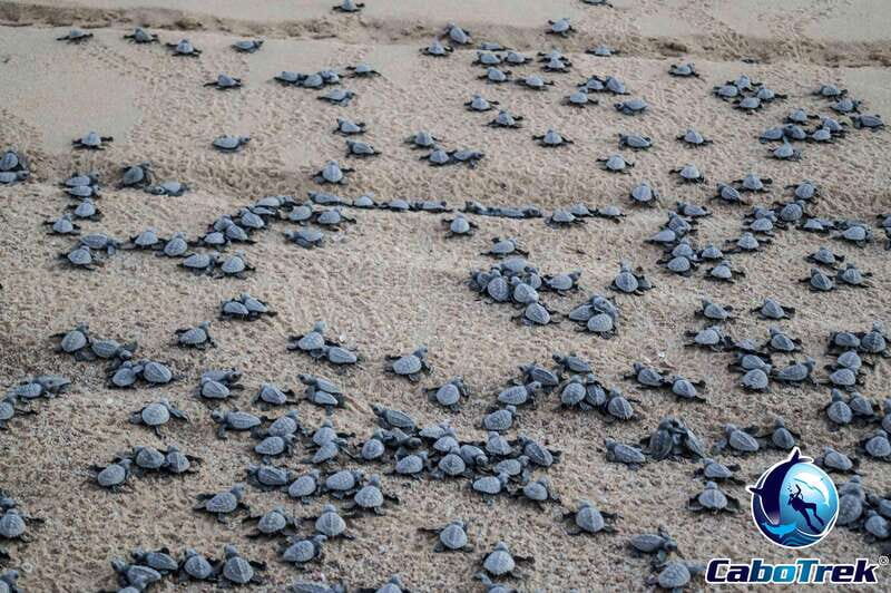 Cabo San Lucas: Baby Turtle Release Experience - Practical Aspects and Value