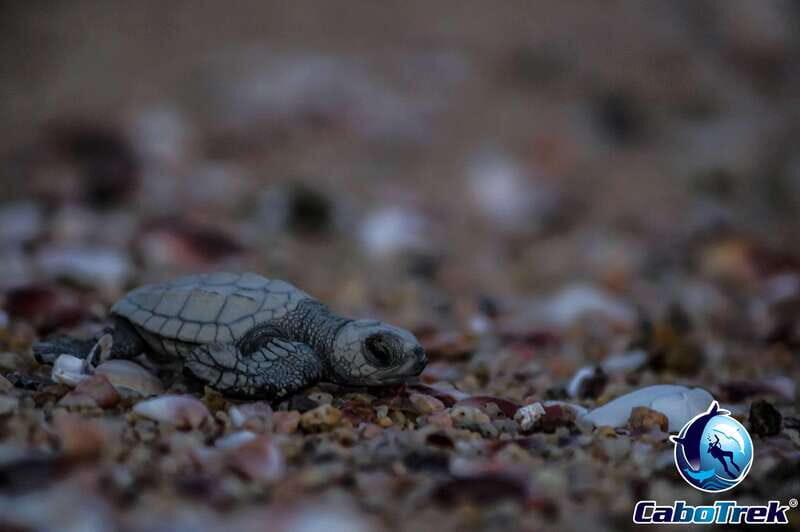 Cabo San Lucas: Baby Turtle Release Experience - Who Will Love This Tour?
