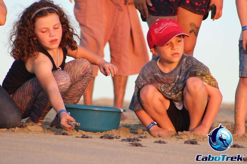 Cabo San Lucas: Baby Turtle Release Experience - Frequently Asked Questions