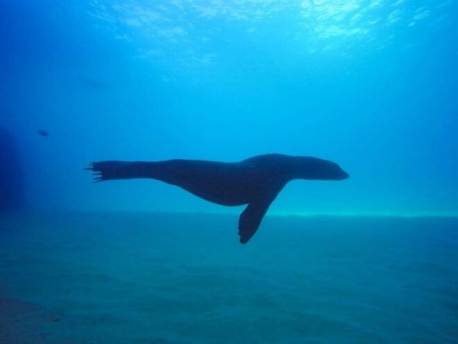 Cabo San Lucas Bay: SCUBA Dive X2 Tanks - Meeting Point