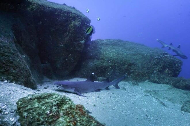 Cabo San Lucas Bay: SCUBA Dive X2 Tanks - Included Amenities