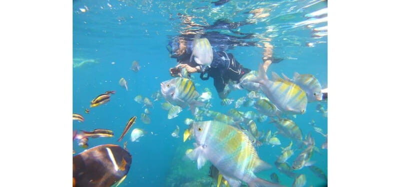 Cabo San Lucas: Beach Hopper Small-Group Snorkeling Tour - Good To Know