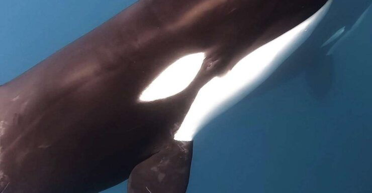 Cabo San Lucas: Big Marine Animal Safari Adventure - Activity Details