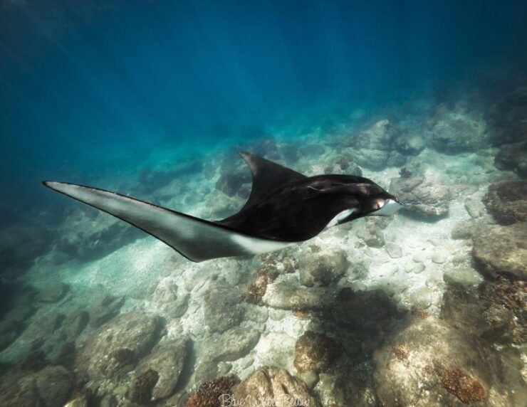 Cabo San Lucas: Big Marine Animal Safari Adventure - Experience Highlights