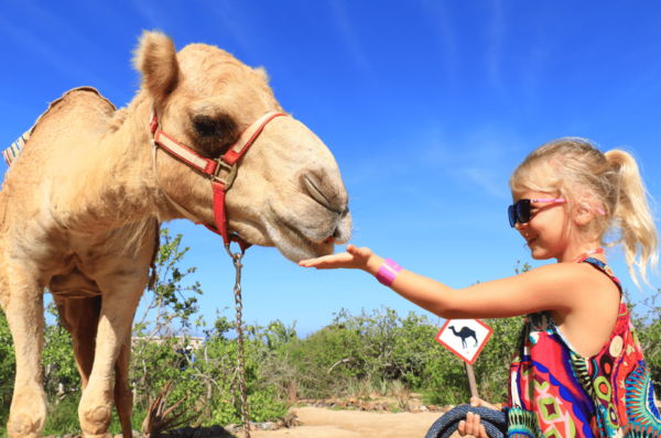 Cabo San Lucas: Camel Ride & ATV With Mexican Lunch - Frequently Asked Questions