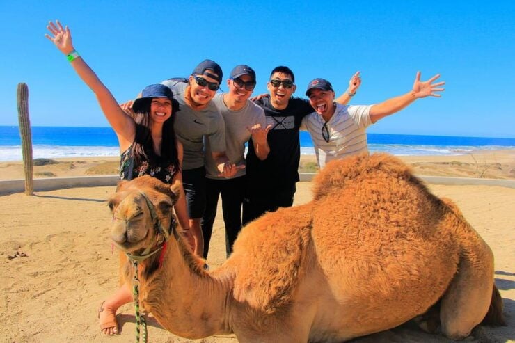 Cabo San Lucas: Camel Ride on the Beach - Good To Know