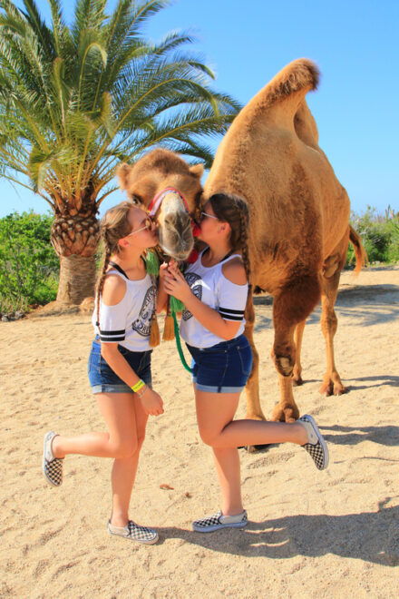 Cabo San Lucas: Camel Riding Experience With Snacks - Important Information and Restrictions