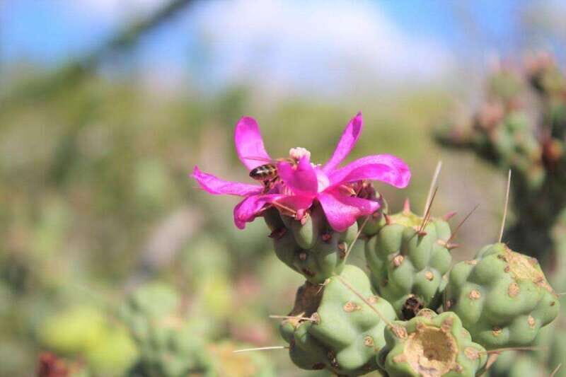 Cabo San Lucas: Candelaria ATV Adventure and Tequila Tasting - FAQs