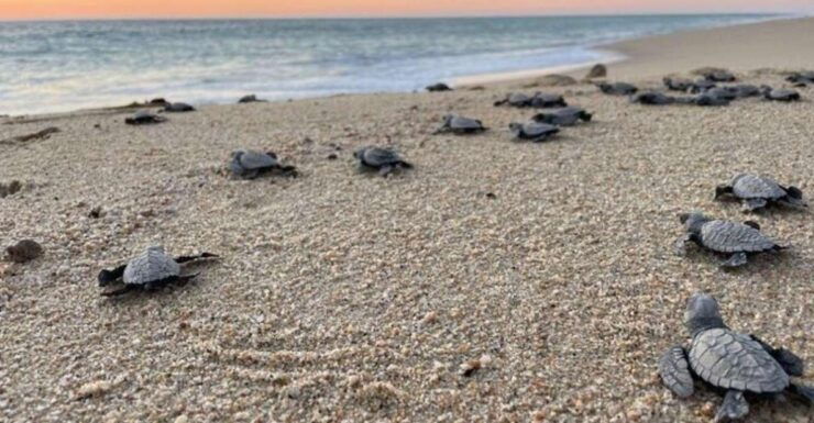 Cabo San Lucas: Combo Sea Turtle Release and ATV Experience - Booking and Logistics