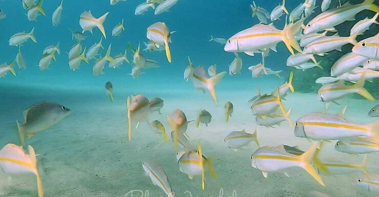 Cabo San Lucas: Corridor Dive Experience - Dive Experience Overview