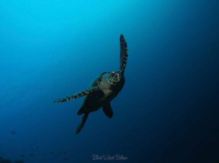 Cabo San Lucas: Corridor Dive Experience - Dive Sites and Marine Life