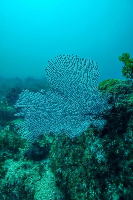 Cabo San Lucas Corridor: SCUBA Dive X2 Tanks - Reservation Details