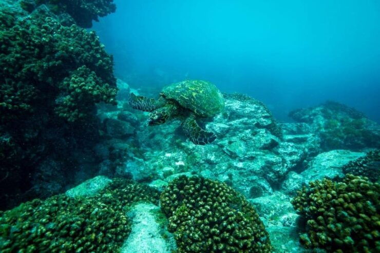 Cabo San Lucas Corridor: SCUBA Dive X2 Tanks - Good To Know