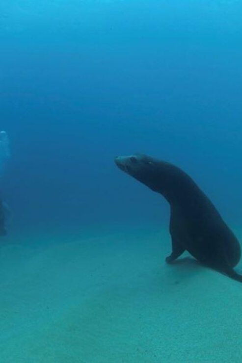 Cabo San Lucas: Discover Scuba Diving Experience - Booking and Cancellation