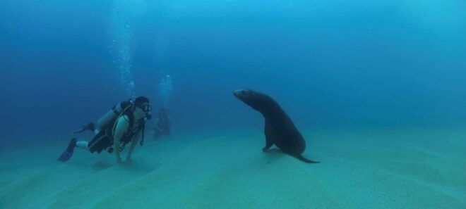 Cabo San Lucas: Discover Scuba Diving Experience - Training and Instruction