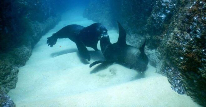 Cabo San Lucas: Discover Scuba Diving Experience - Marine Life and Landscapes