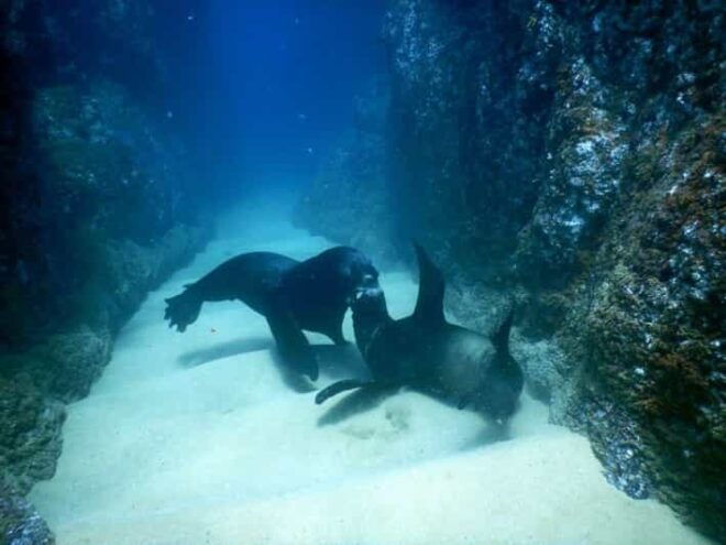 Cabo San Lucas: Discover Scuba Diving Experience - Frequently Asked Questions