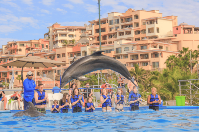 Cabo San Lucas: Dolphin Family Encounter - Inclusions