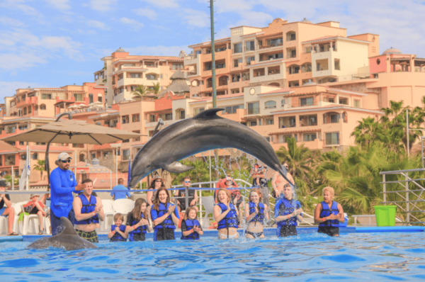 Cabo San Lucas: Dolphin Family Encounter - Frequently Asked Questions