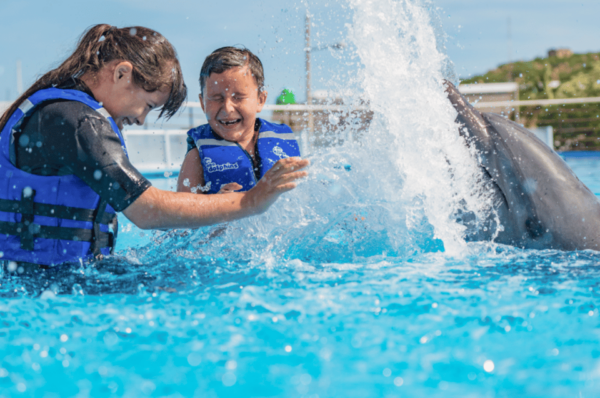 Cabo San Lucas: Dolphin Premium Swim Interactive Adventure - Dolphin Well-being Considerations