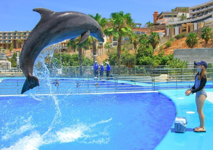 Cabo San Lucas: Dolphin Trainer For a Day Experience - Good To Know